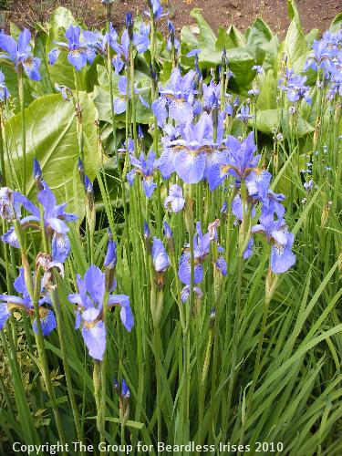 hidcote (05)